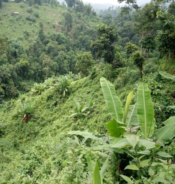 G:\VILLAGE REPORT PICTURES\UMSING BLOCK\Mawker\agro forestry\IMG_20230123_074547_998.jpg